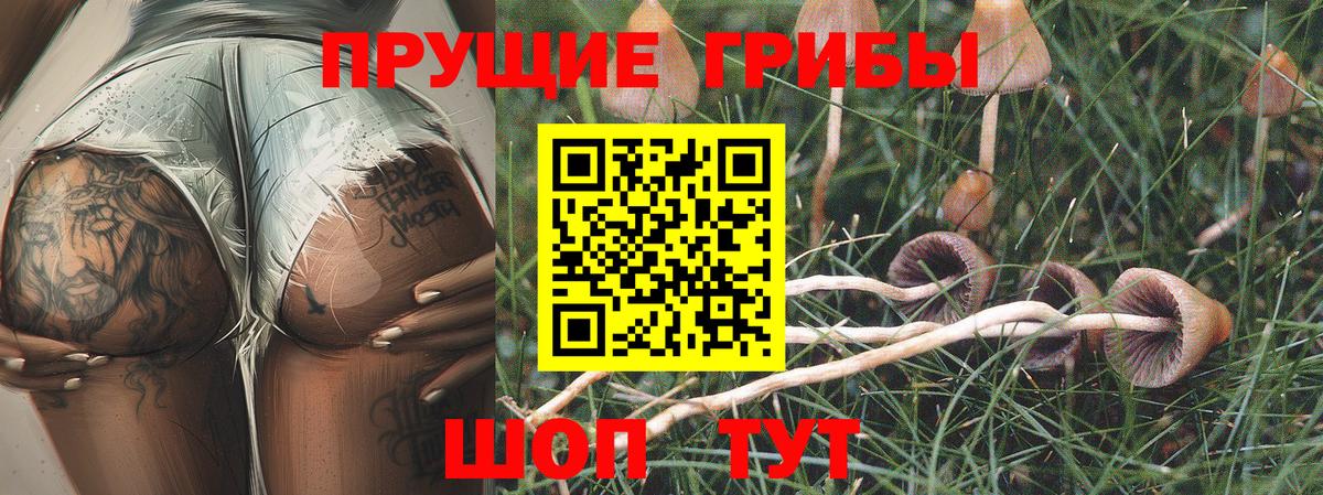 Псилоцибиновые грибы Psilocybe Десногорск